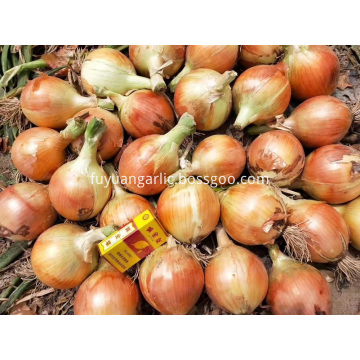 exporting red onion to Indonesia